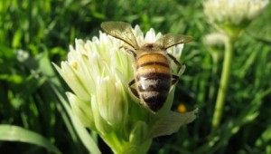 Bees in the Service of Food Security: Challenging the Crisis