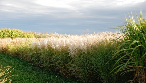 Miscanthus (Energy Grass) used for biofuels