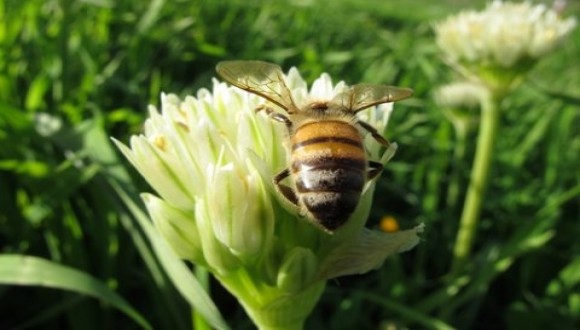 Bees in the Service of Food Security: Challenging the Crisis