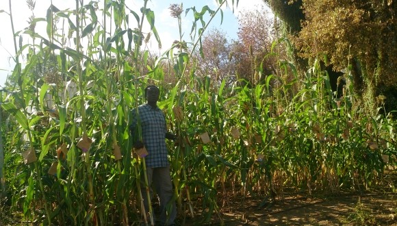 Dr. Bombom standing in his Sorghum field in TAU's Botanical Garden