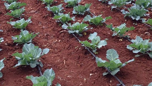 Drip irrigation - one of many Israeli agricultural technologies