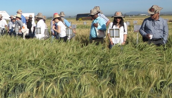 TAU experts participate in the Borlaug Summit on Wheat for Food Security in Mexico