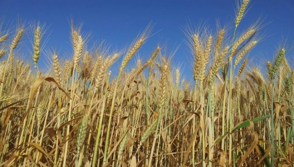 From the wild emmer discovery to unlocking the wheat genome