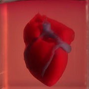 Printed heart