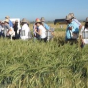 TAU experts participate in the Borlaug Summit on Wheat for Food Security in Mexico